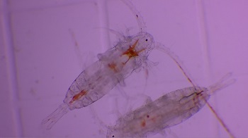 Plankton samples observed via microscope